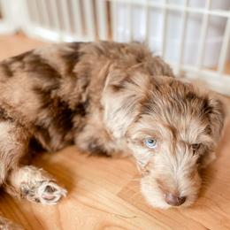 Bernedoodles, Goldendoodles, and Whoodles from Fleury Farm Doodles NC