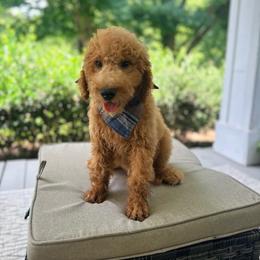 Benny - Red  male Goldendoodle puppy in Goldsboro, North Carolina from The Grantham House