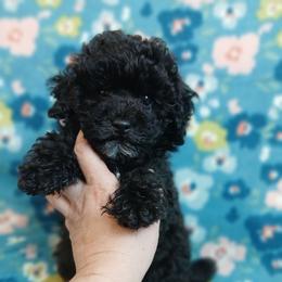 Ebony - Silver male Poodle puppy in Blanch, North Carolina from Faithful Hearts Kennel
