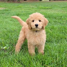 Max - Apricot female Goldendoodle puppy in Georgetown, Tennessee from Georgetown Designer & Purebred Puppies