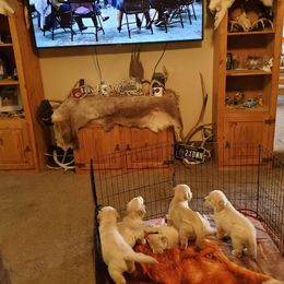 Golden Retriever Puppies from Double Down Retrievers