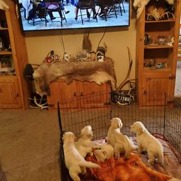 Golden Retriever Puppies from Double Down Retrievers