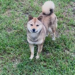 Saba - Shiba Inu