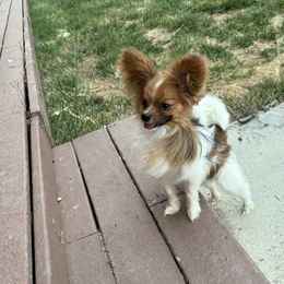 Django - Papillon