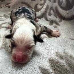 Latte - Blue merle male Australian Shepherd puppy in Traer, Iowa from Kelly's Australian Shepherds