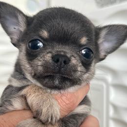 Riley Blue Tri 6000 - Blue and tan male Chihuahua puppy in Huntington Beach, California from Amy’s Chihuahuas
