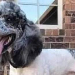 Sheepadoodles from Mountain View Family Doodles