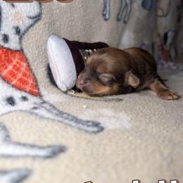 Leo - Chocolate male Havanese puppy in Decatur, Alabama from LaBeouf Havanese’s