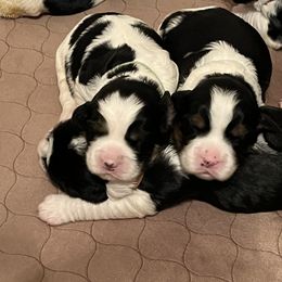English Springer Spaniel Puppies from Sage Mountain Springers