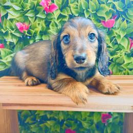 Wilbur 3200 - Red male Dachshund puppy in Sylvania, Alabama from Yancey’s Doxies