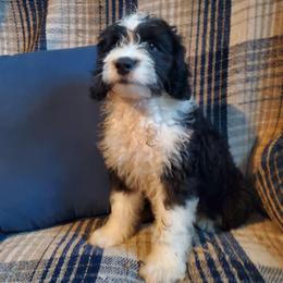 Otis - Black and white male Sheepadoodle puppy in Bellevue, Iowa from Fluffy Wonders Poms and Doodles