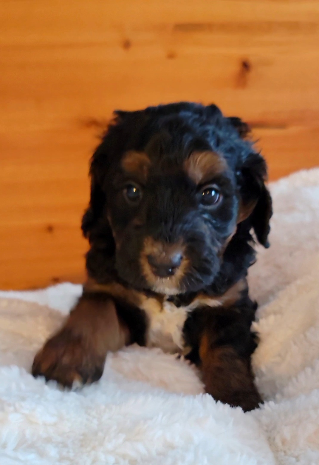 Doc - Tri-color Bernedoodle puppy in Centerville, Utah from Reid Wasatch Doodles
