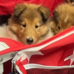 Praline - Sable and white Collie puppy in Carencro, Louisiana from Cajun Bayou's Collies