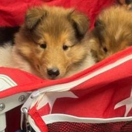 Praline - Sable and white Collie puppy in Carencro, Louisiana from Cajun Bayou's Collies