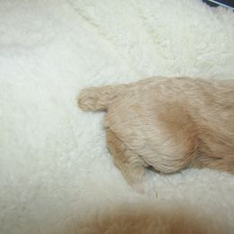 Goldendoodle and Poodle Puppies from David & Patricia Elliott