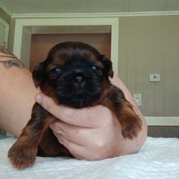 Rolo - Silver gold and white male Shih Tzu puppy in Virginia from Kbsshihtzus