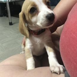 Beagle Puppies from Beech Grove Beagles