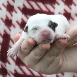 Summit - Red - Blue female Australian Cattle Dog puppy in Colbert, Oklahoma from LoveAHeeler
