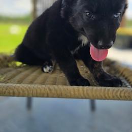 Periwinkle - Black tri-color female Australian Shepherd puppy in Wrightsville, Georgia from Wild Magnolia Farms Aussies