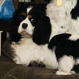 Cavalier King Charles Spaniels and Cavapoos from Precious Puppies