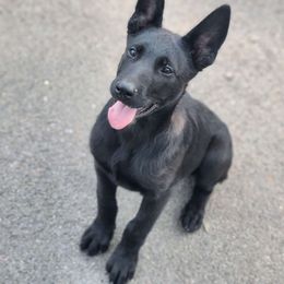 Tyler - Belgian Malinois puppy from Forever Family K9