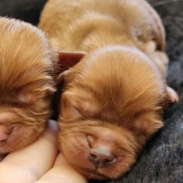 Boy 1 - Ruby male Cavalier King Charles Spaniel puppy in Pennsylvania from Breezy Valley Siberians