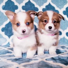 American Corgi and Pembroke Welsh Corgi Puppies from Whimsical Treasure Corgis