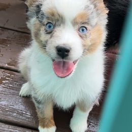 Miniature American Shepherds and Toy Australian Shepherds from Lehfeldt Aussies