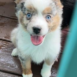 Miniature American Shepherds and Toy Australian Shepherds from Lehfeldt Aussies