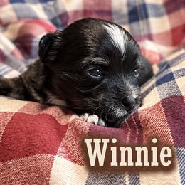 Winnie - Black and tan female Yorkshire Terrier puppy in Goode, Virginia from Glass Hill Yorkies