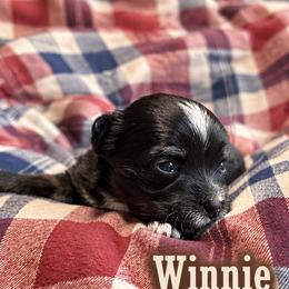 Winnie - Black and tan female Yorkshire Terrier puppy in Goode, Virginia from Glass Hill Yorkies