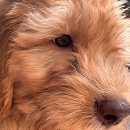 Blu - Cream male Goldendoodle puppy in The Woodlands, Texas from Hula & Oliver Co.