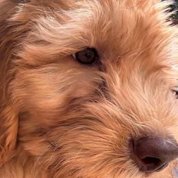 Blu - Cream male Goldendoodle puppy in The Woodlands, Texas from Hula & Oliver Co.