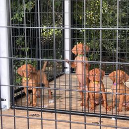 German Shorthaired Pointer and Vizsla Puppies from Pilgrims Trails Shorthairs