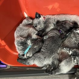 Australian Cattle Dog Puppies from Folie à Deux Australian Cattle Dogs