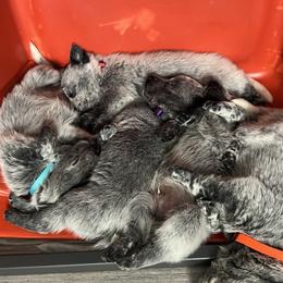 Australian Cattle Dog Puppies from Folie à Deux Australian Cattle Dogs