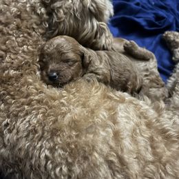 Jack Frost - Apricot male Poodle puppy in Greenville, South Carolina from Pepper Potts Puppies