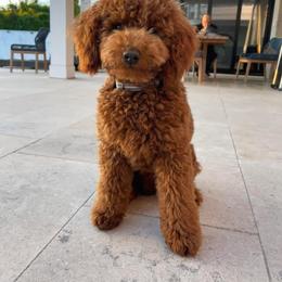 Goldendoodle All Grown Up from Lucky Heart TeddyBear Goldendoodles