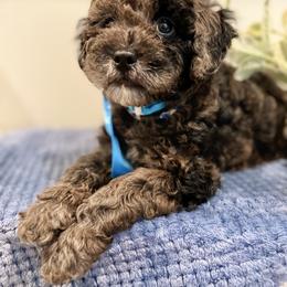 Goldendoodle Puppies from True Friend Doodles