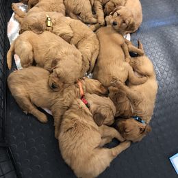 Golden Retriever Puppies from Oak Bluff Golden Retrievers