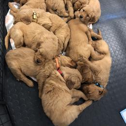 Golden Retriever Puppies from Oak Bluff Golden Retrievers