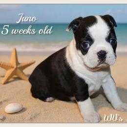 Girl 1 - Black and white female Boston Terrier puppy in North Central, Vermont from Windy Valley’s Bostons