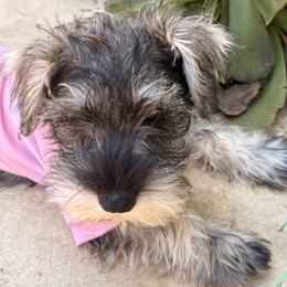 Salt - Salt and pepper female Miniature Schnauzer puppy in Moreno Valley, California from Sheila's Schnauzers