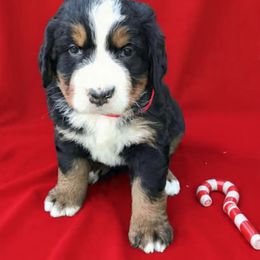 Whitney John - Black rust and white female Bernese Mountain Dog puppy in Carlotta, California from Aunt-T’s Australian Shepherds
