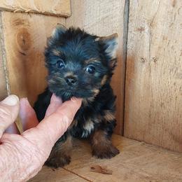 Boy 1 - Black and gold male Yorkshire Terrier puppy in Jamestown, Tennessee from Green Ridge