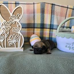 Boy 2 - Fawn male Pug puppy in Auburn, Kentucky from Prentice Family Pugs