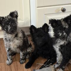 Mudi puppies from Velaris