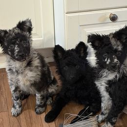 Mudi puppies from Velaris