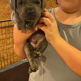 Boy 2 - Gray brindle male Cane Corso puppy in Olympia, Washington from Grayling Dawn Cane Corso
