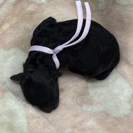 Girl2 - Black female Poodle puppy in Covina, California from Shih_doodle_Co